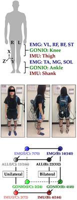 Fusion of Bilateral Lower-Limb Neuromechanical Signals Improves Prediction of Locomotor Activities